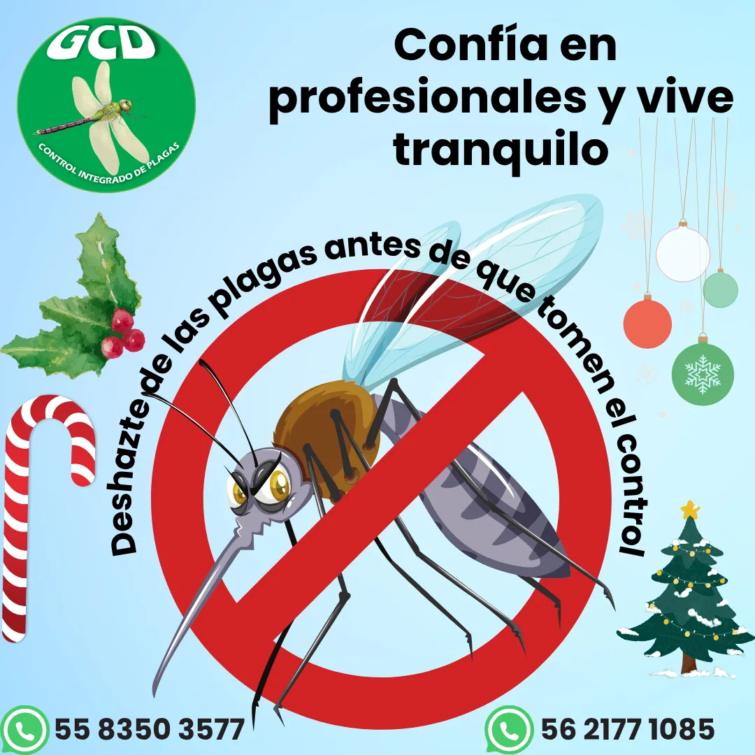 Diseño 20