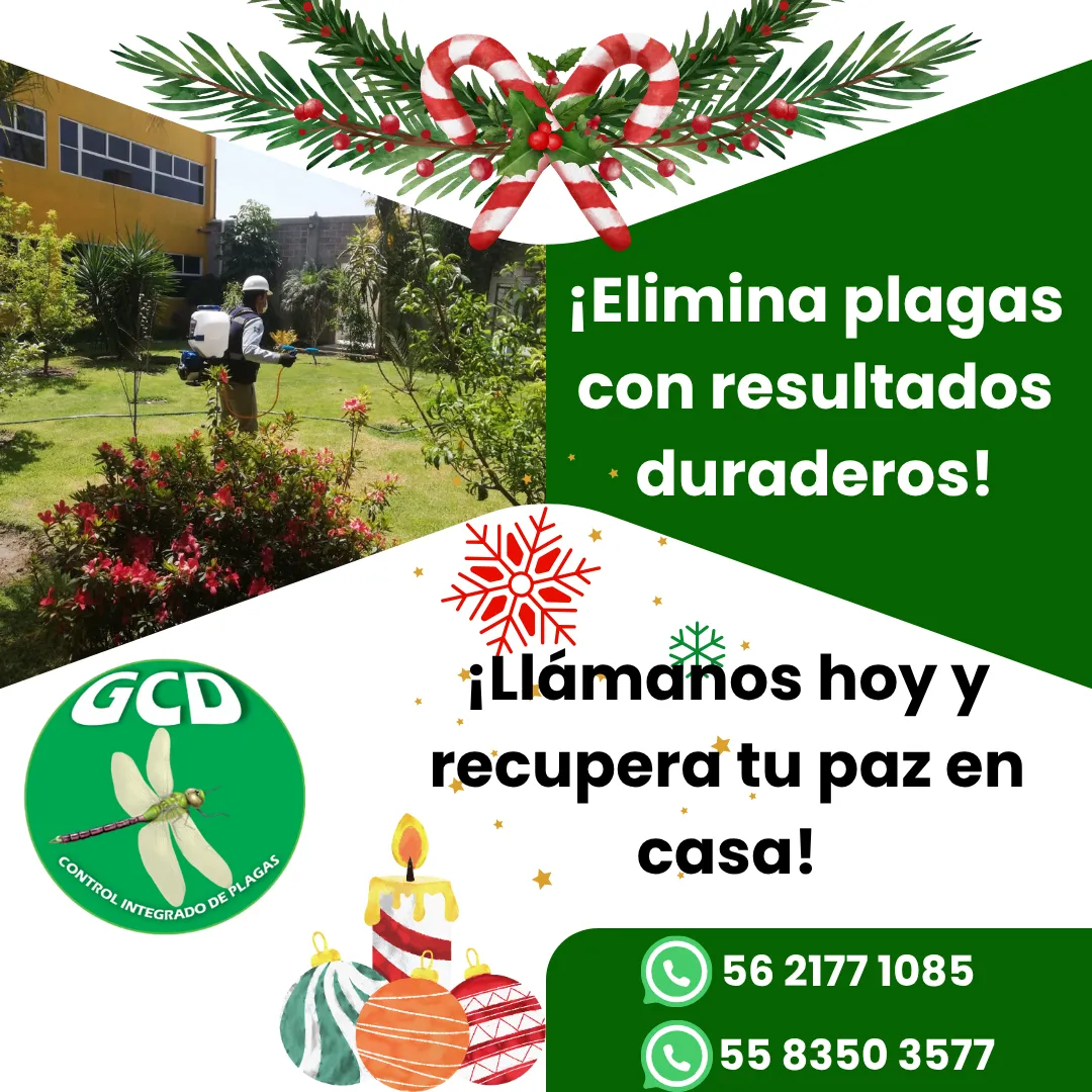 Diseño 12