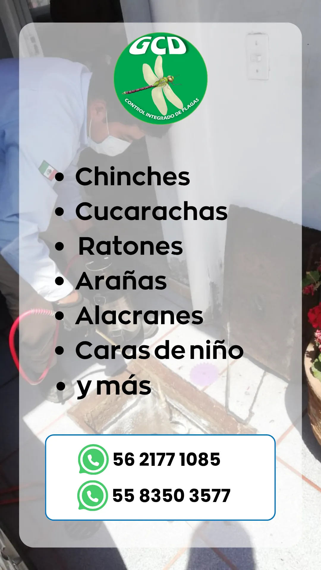 Diseño 100