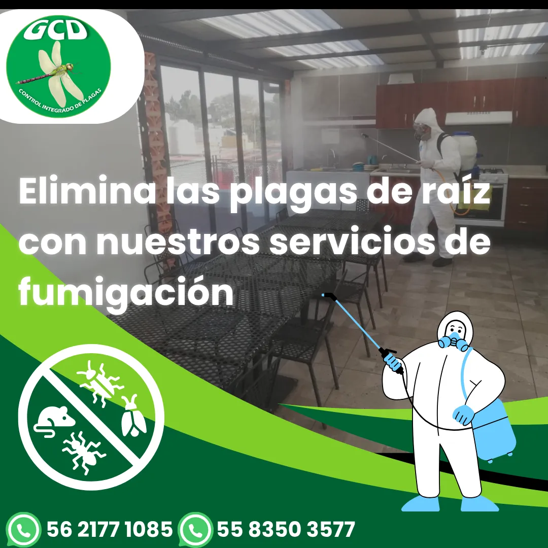 Diseño 66