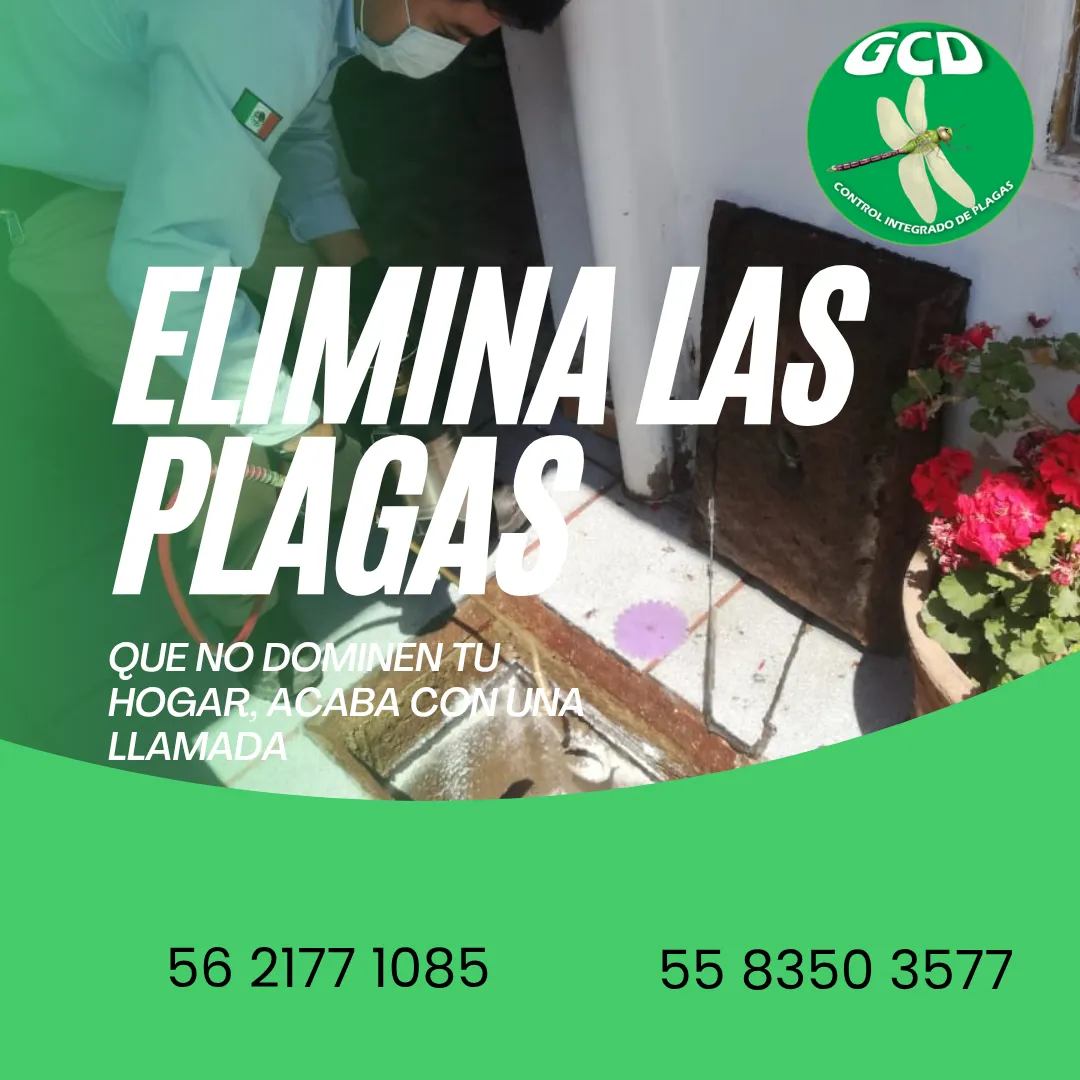 Diseño 5