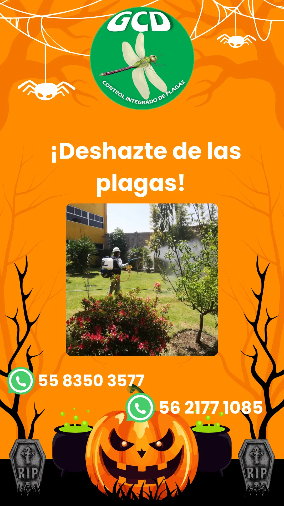 Diseño 121