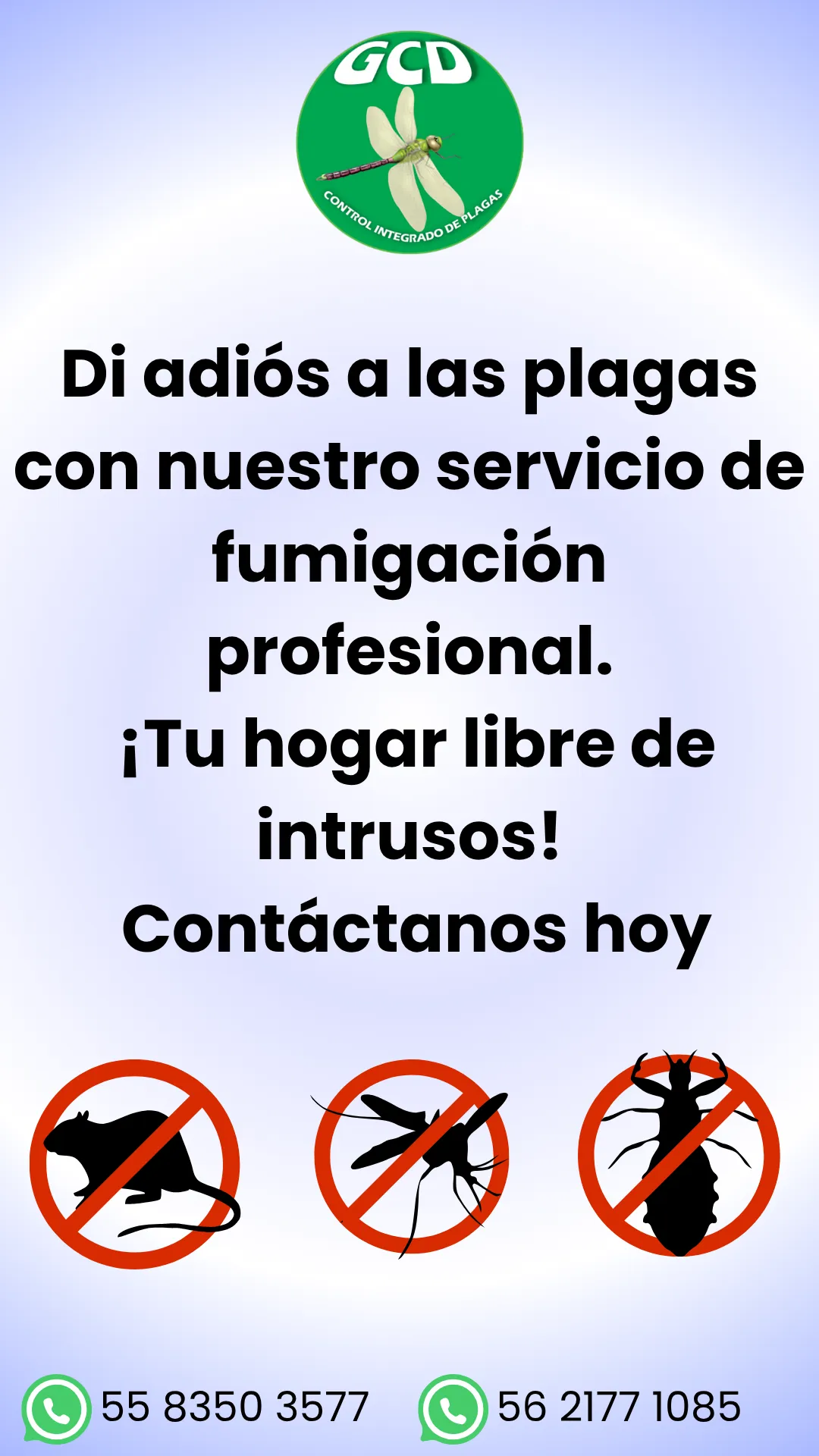 Diseño 43