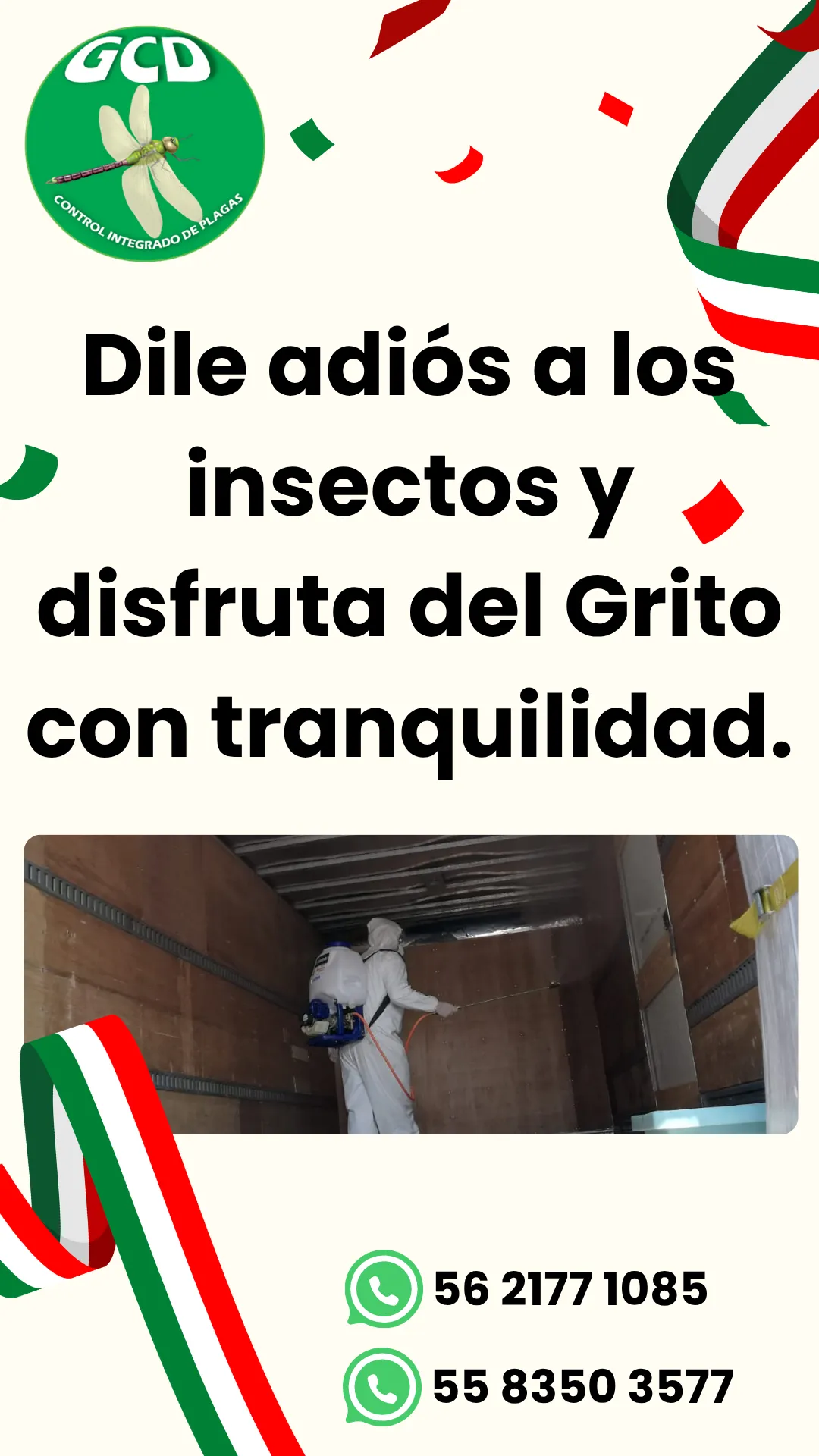 Diseño 81