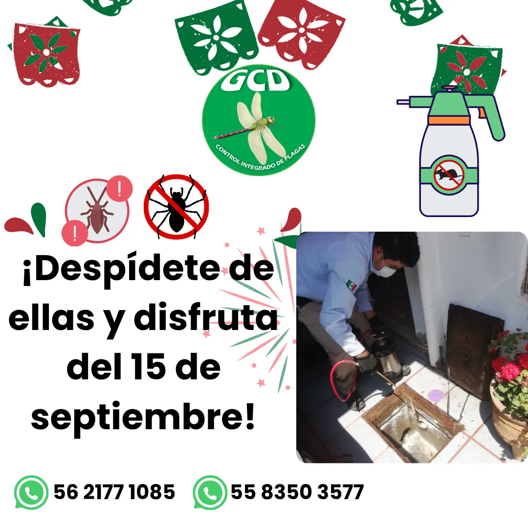 Diseño 80