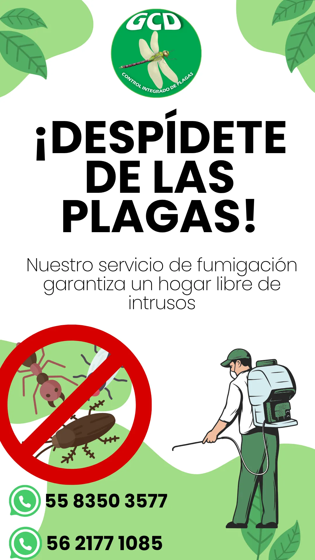 Diseño 55