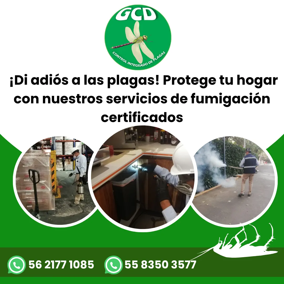 Diseño 97