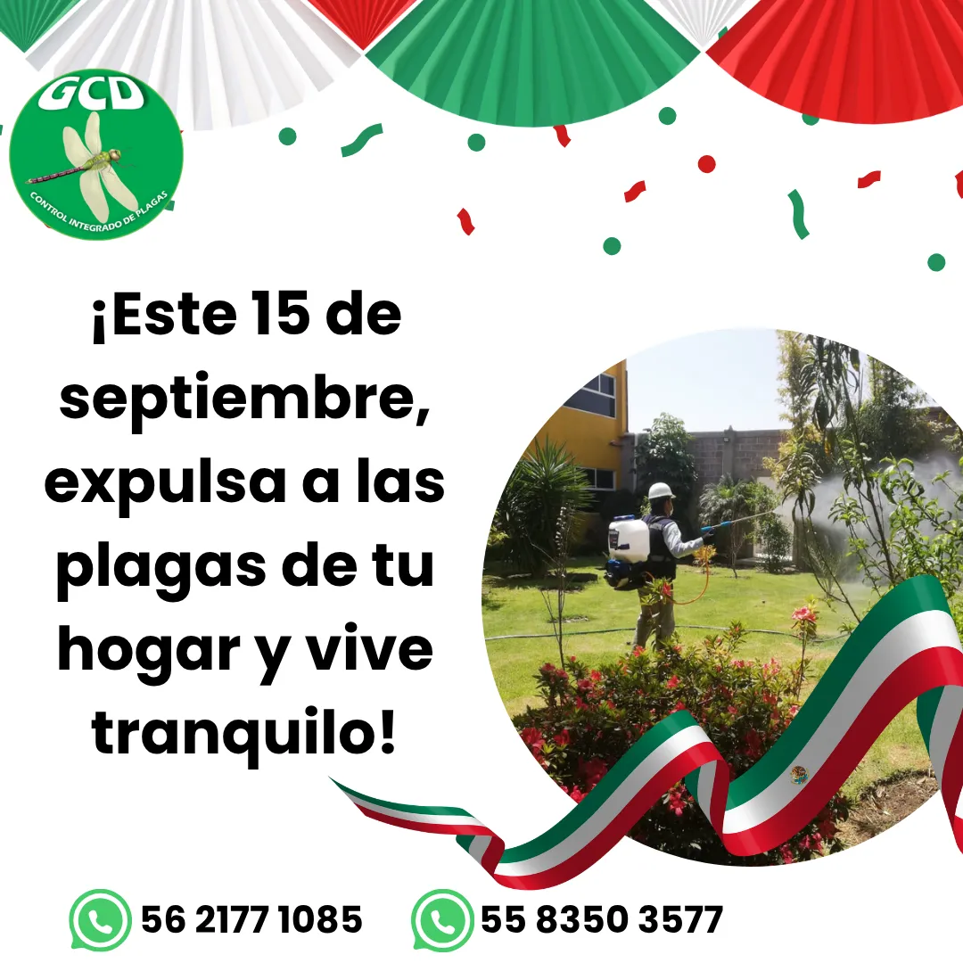 Diseño 88