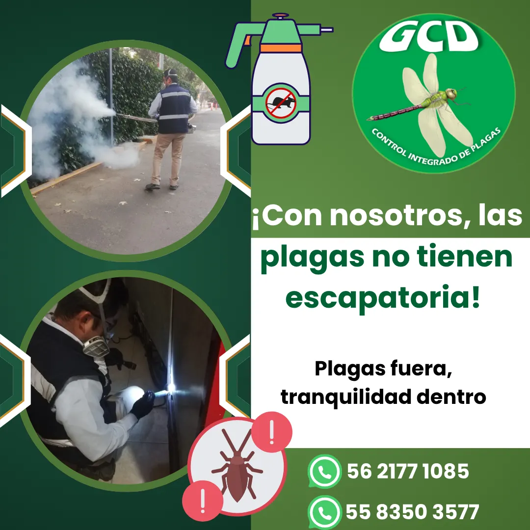 Diseño 8