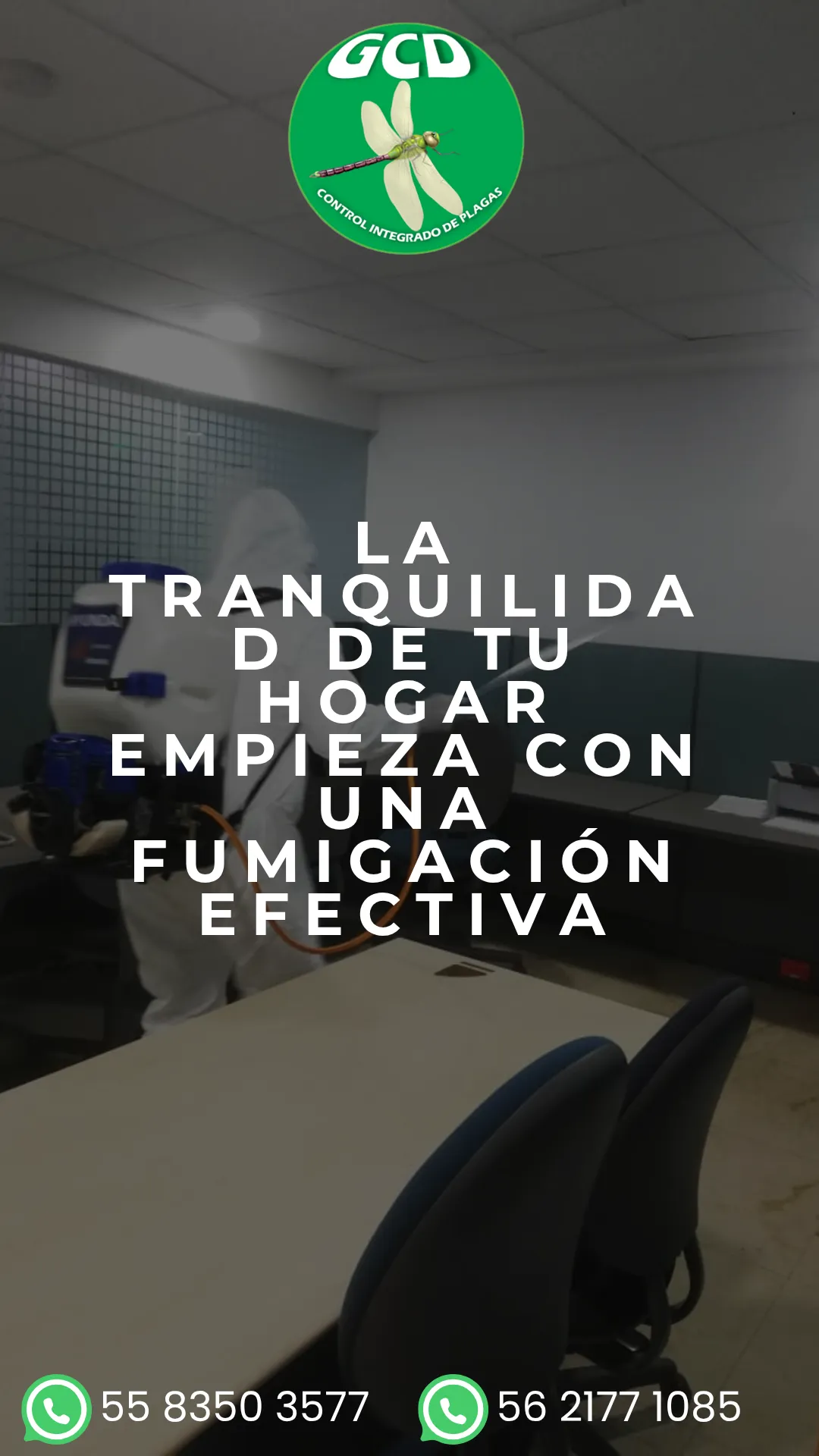 Diseño 50