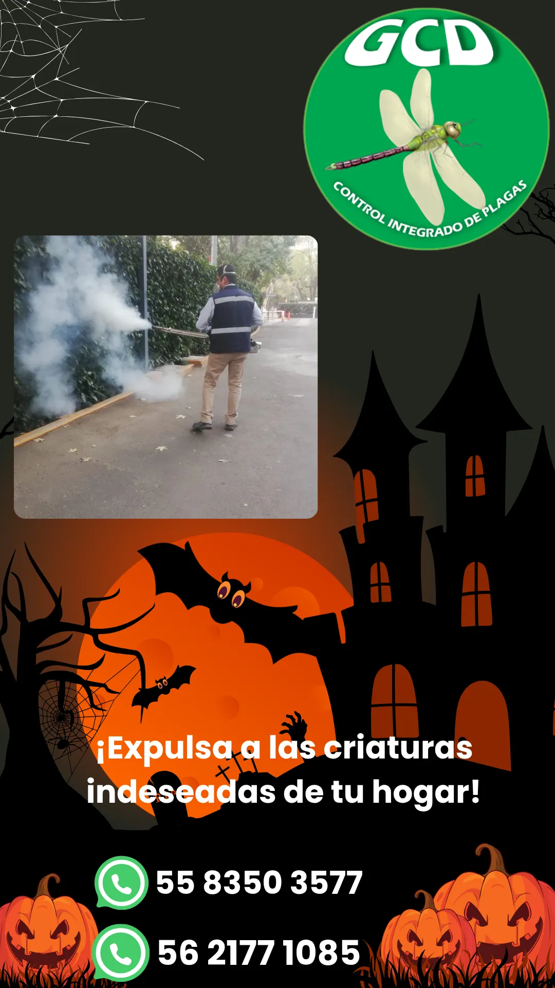 Diseño 115