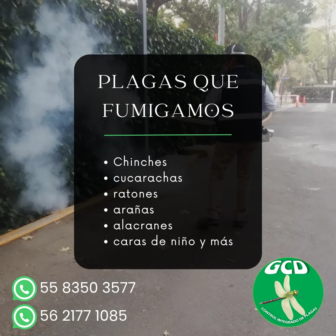 Diseño 33