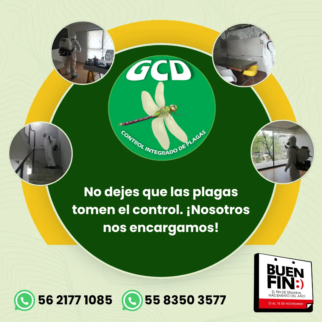 Diseño 137