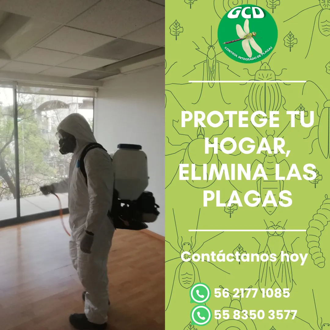 Diseño 56