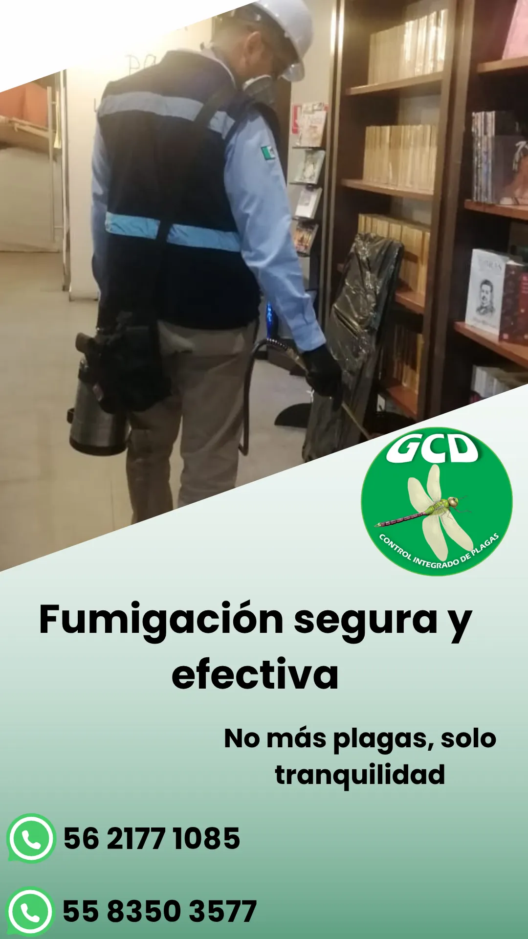 Diseño 61