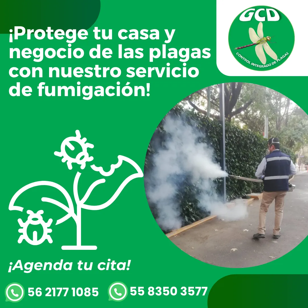 Diseño 62