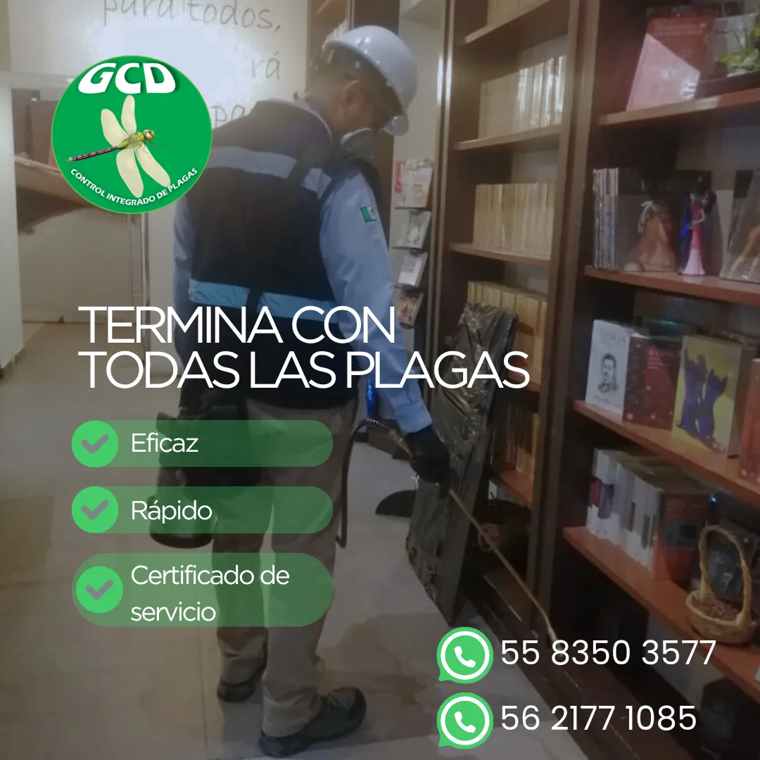 Diseño 31