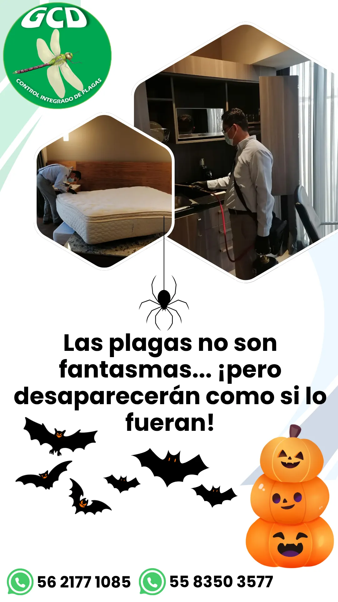 Diseño 113