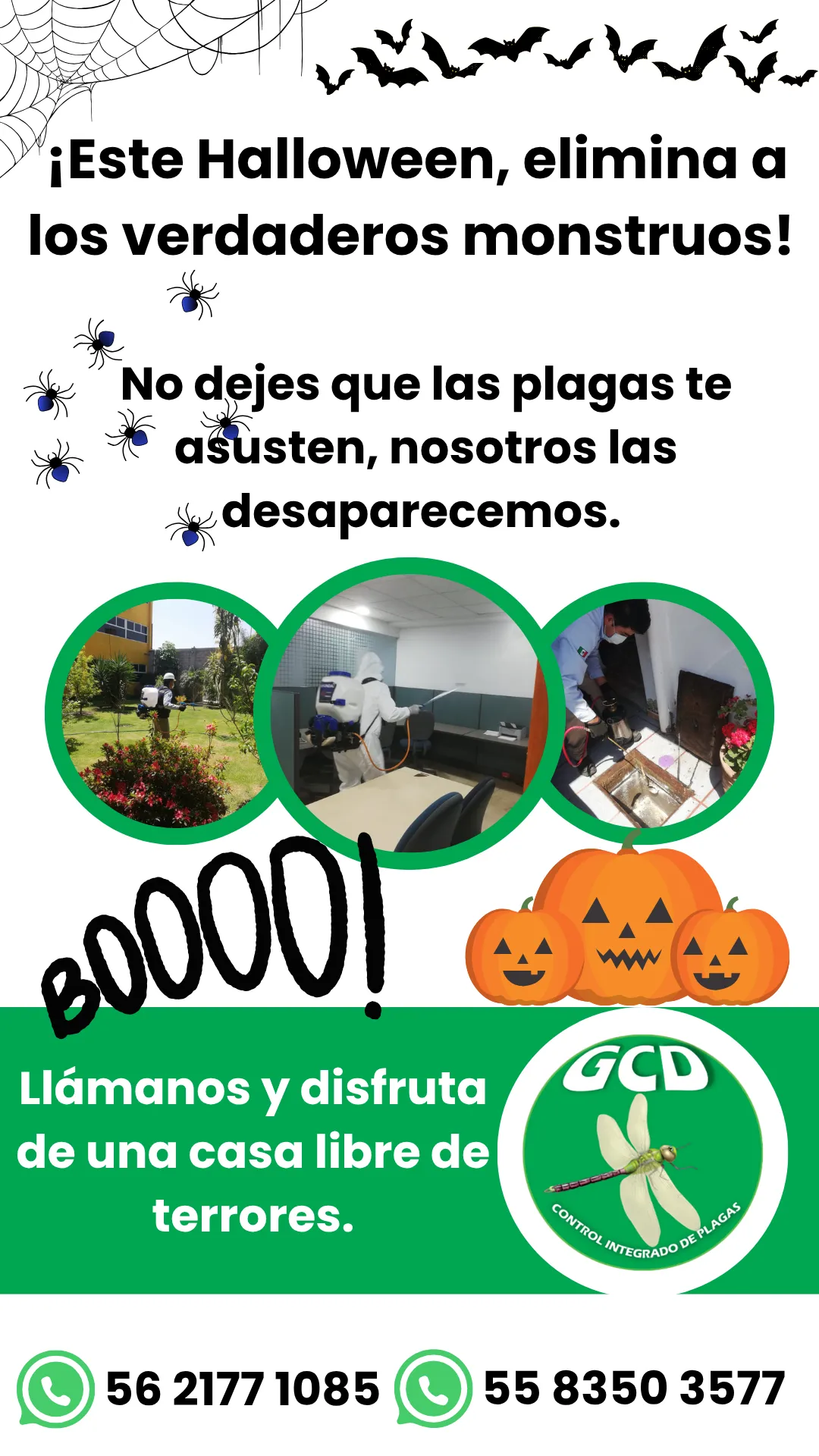 Diseño 103