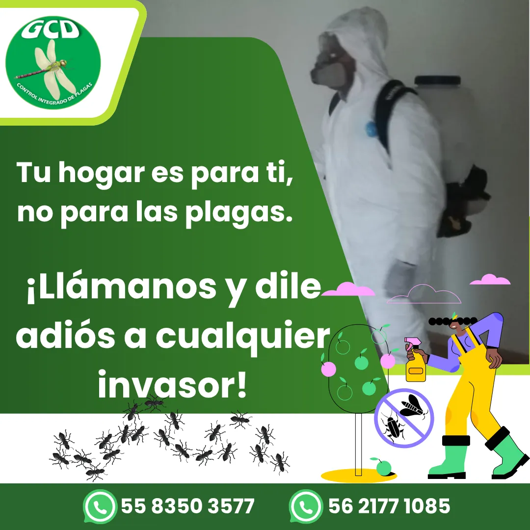 Diseño 5
