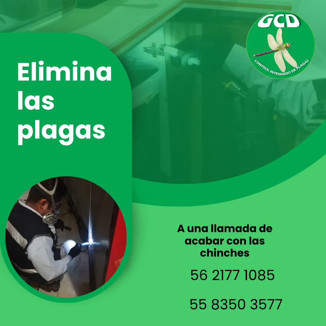 Diseño 20