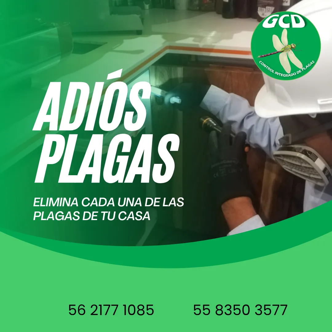 Diseño 18