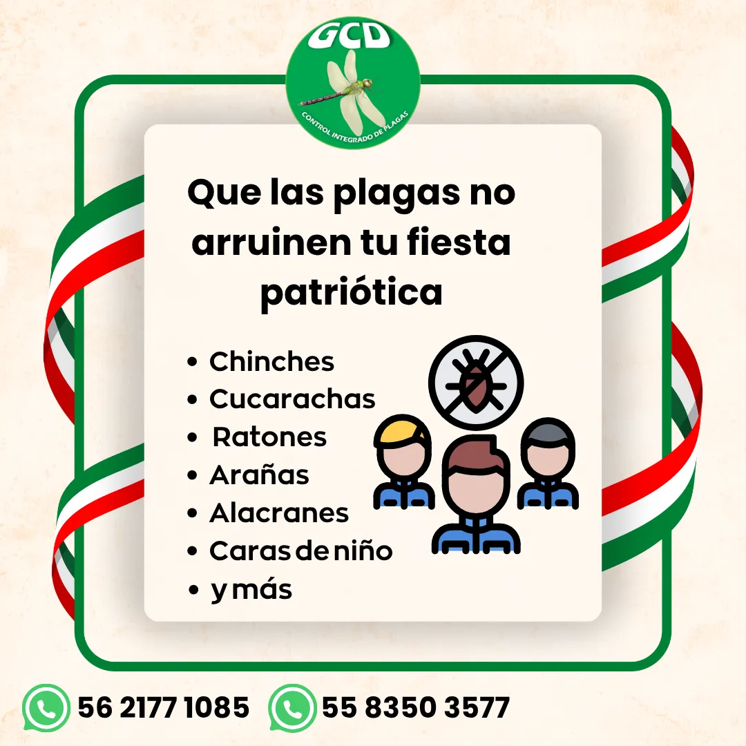 Diseño 84