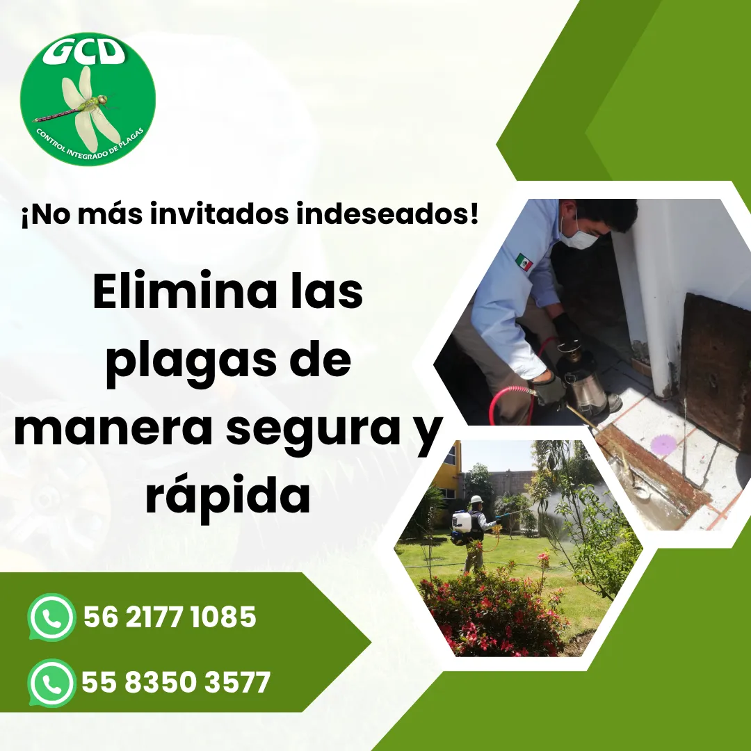 Diseño 99