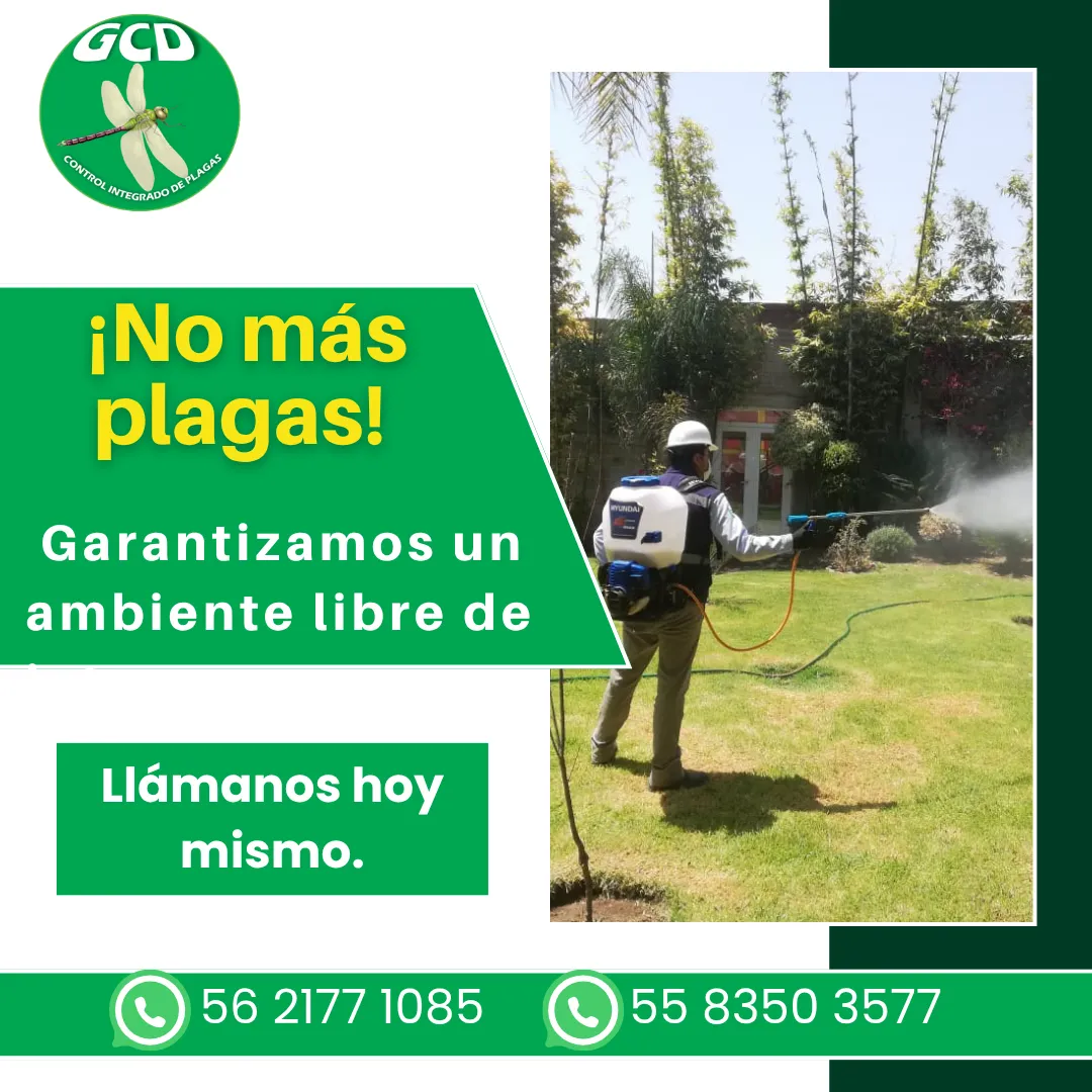 Diseño 41