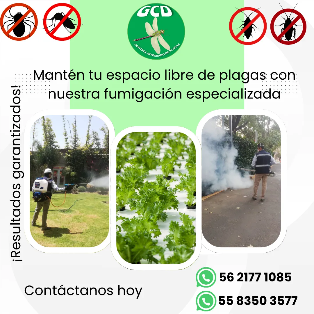 Diseño 54