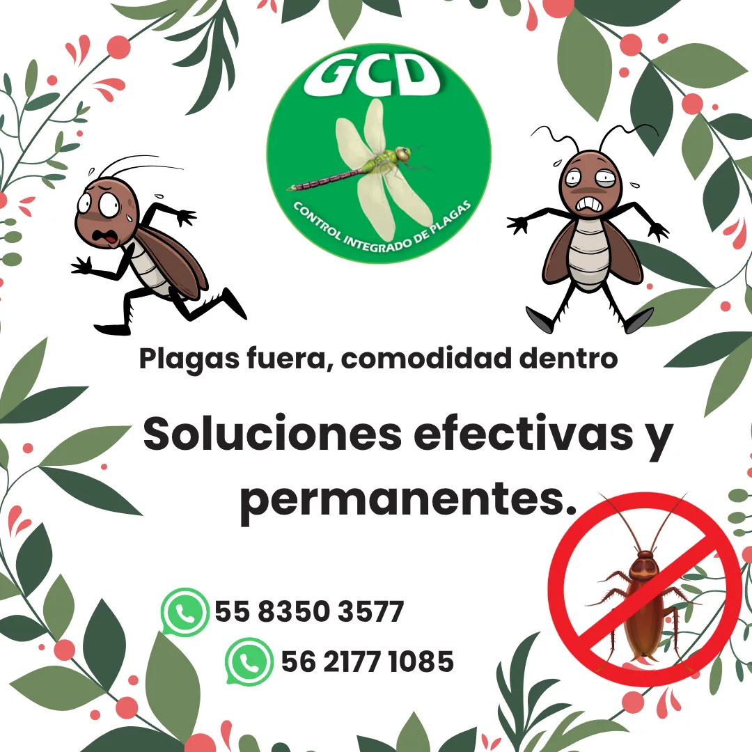 Diseño 24
