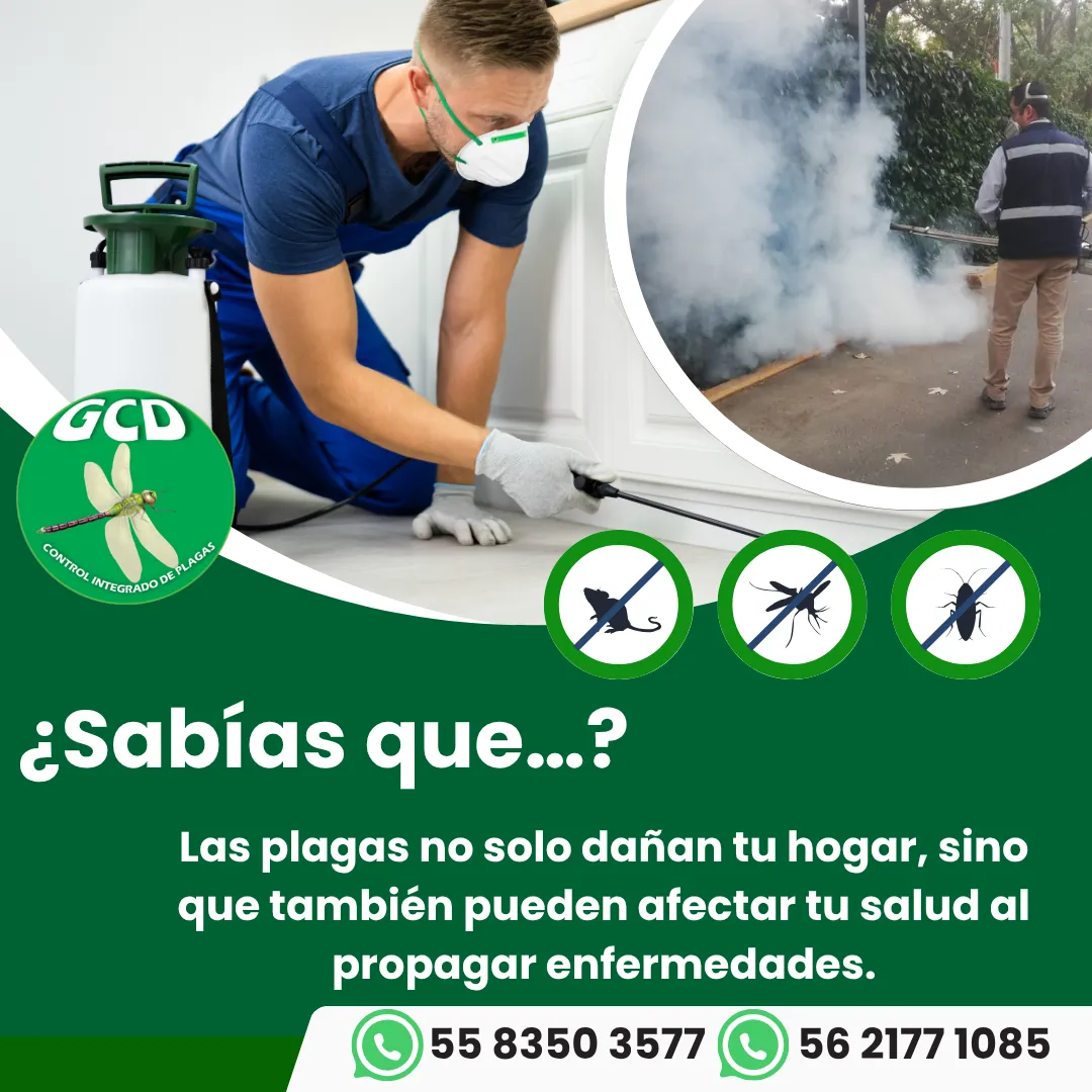 Diseño 41