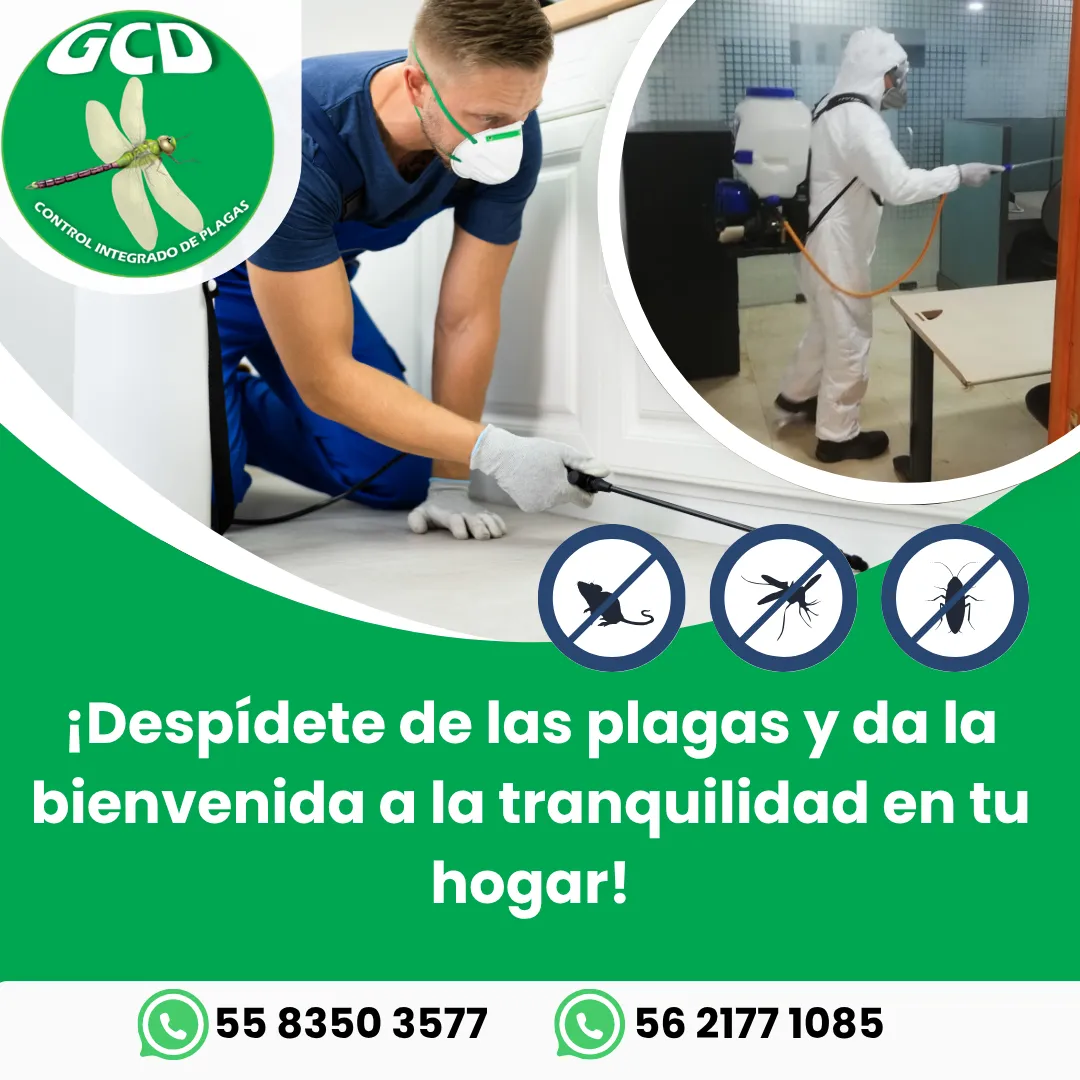 Diseño 145