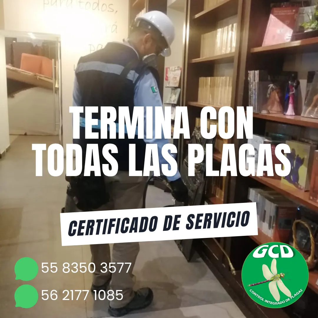 Diseño 26