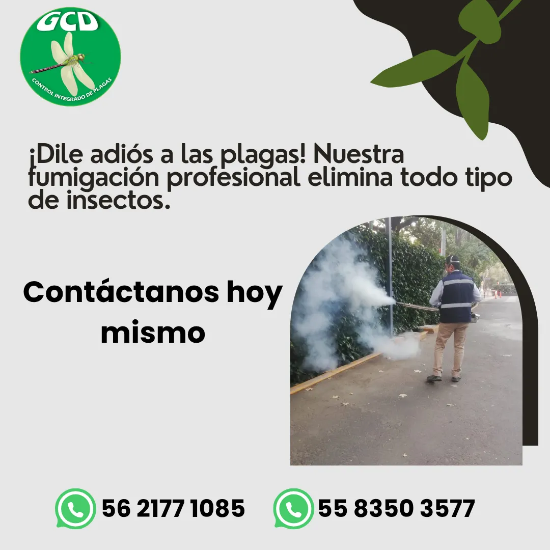 Diseño 44