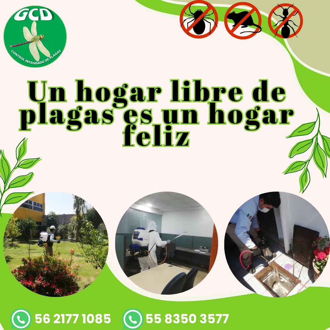 Diseño 64
