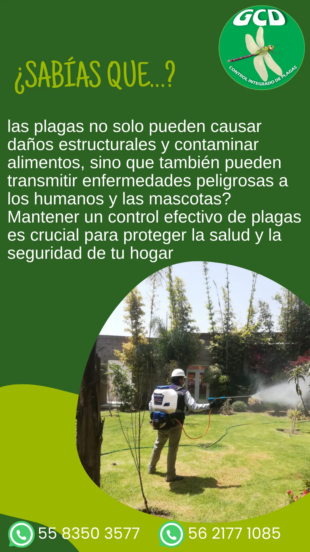 Diseño 42