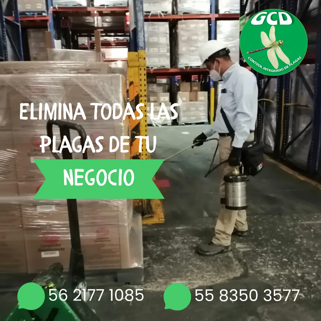 Diseño 9