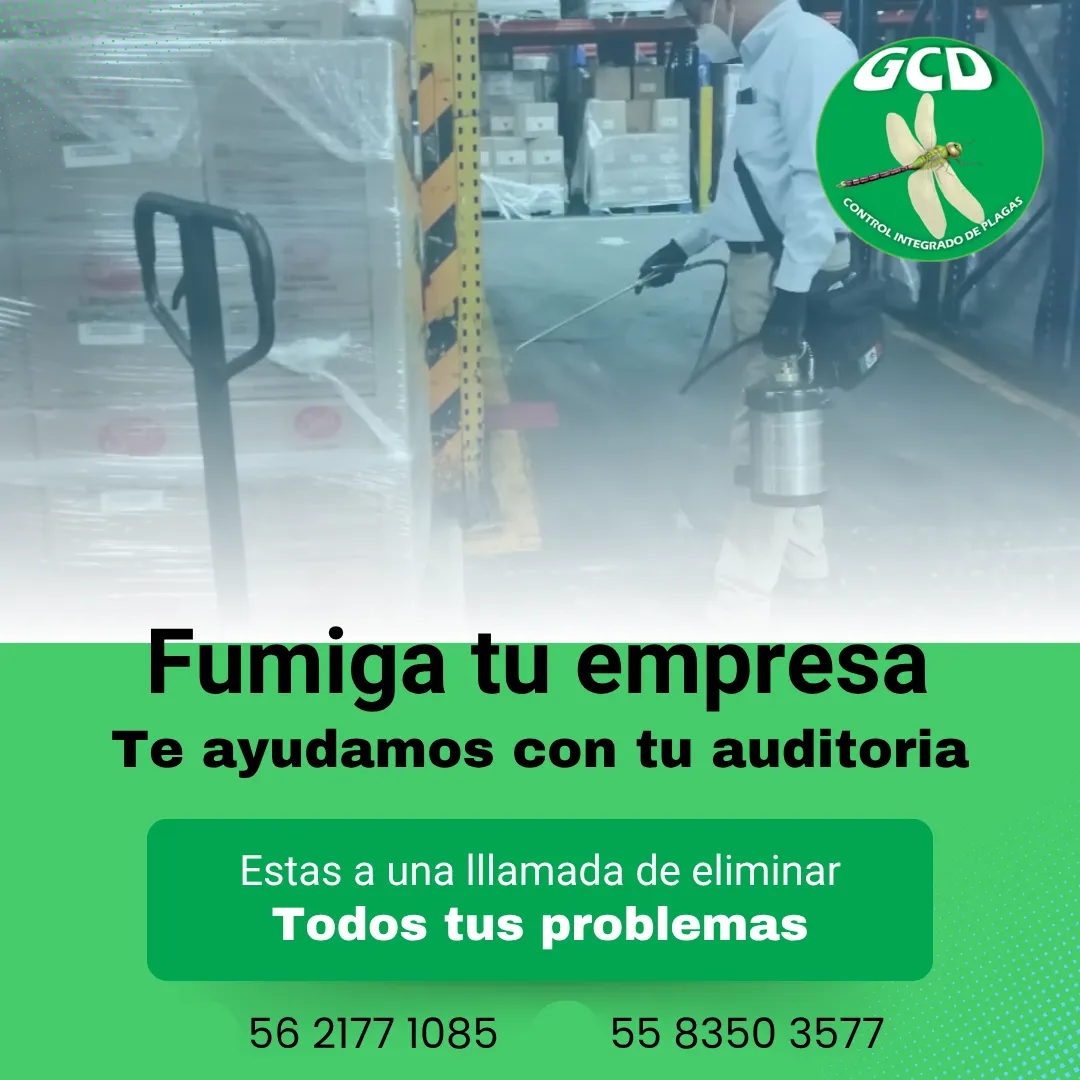 Diseño 16