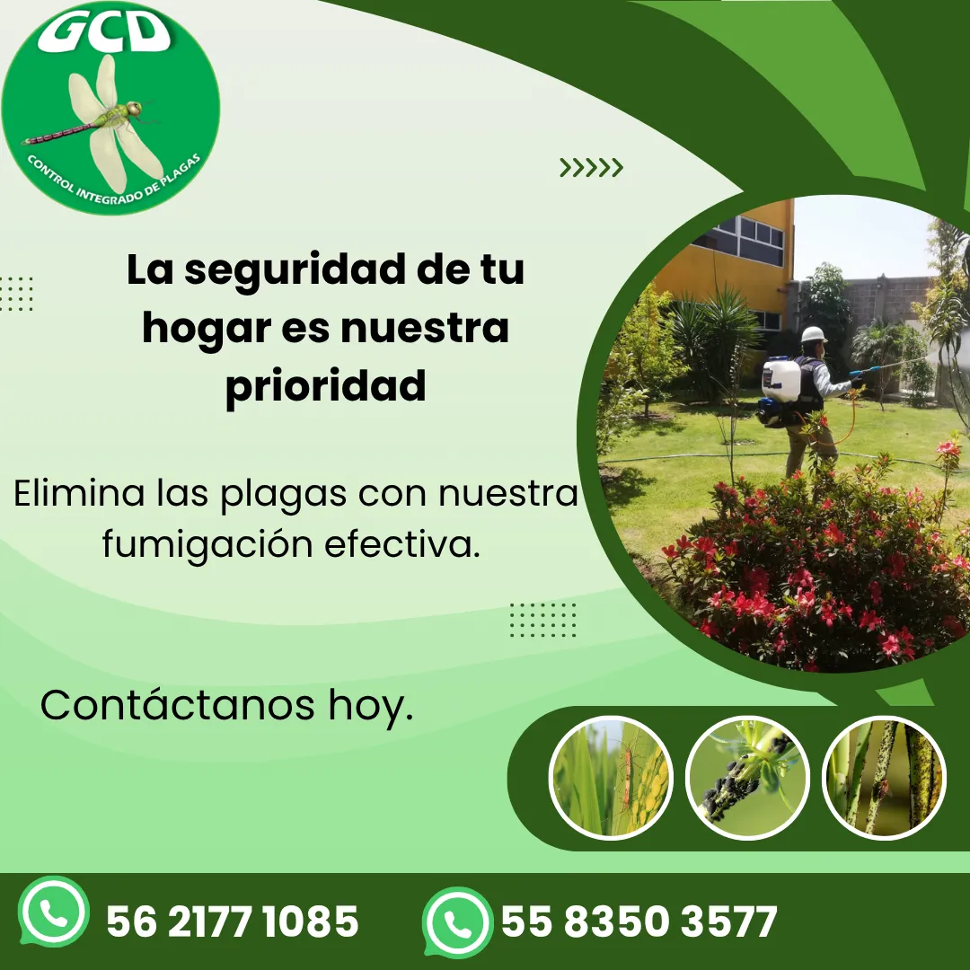 Diseño 52