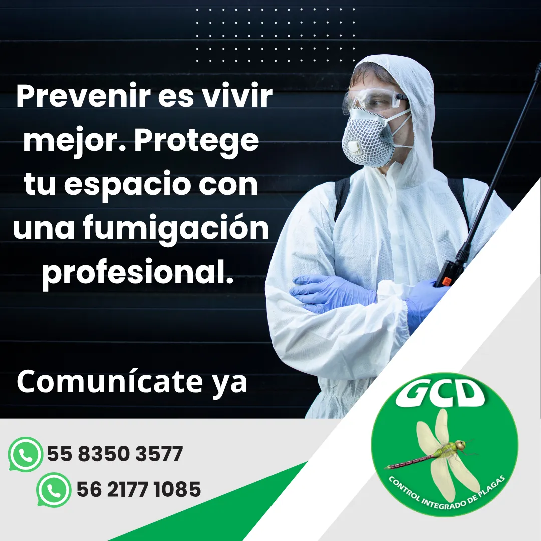 Diseño 38